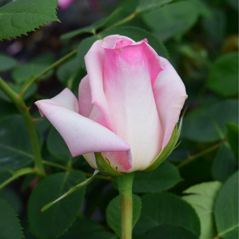 Pink rose bud with layered petals, upright on green stem
