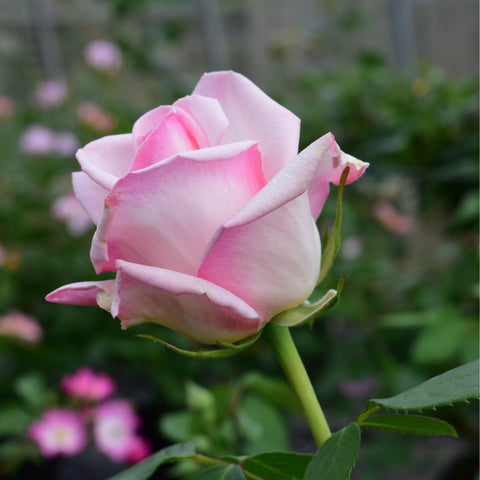Blush and pink rose bud turning open with green stem and leaves