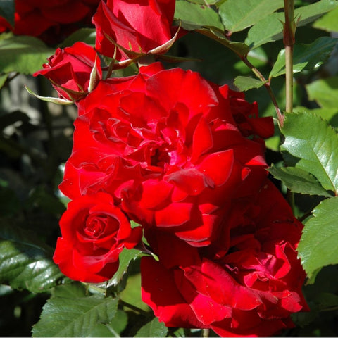 Cluster of red rose flowers on stems with glossy green leaves