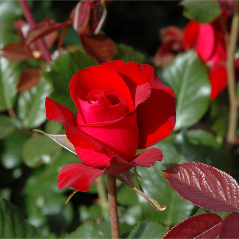 Red rose bud and open bloom on green stems with leaves