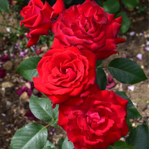 Three red rose blooms on leafy stems