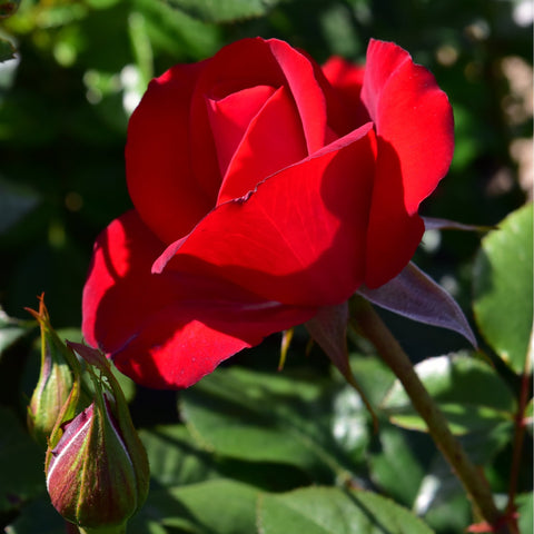 Red rose flower with prominent petals and unopened bud nearby