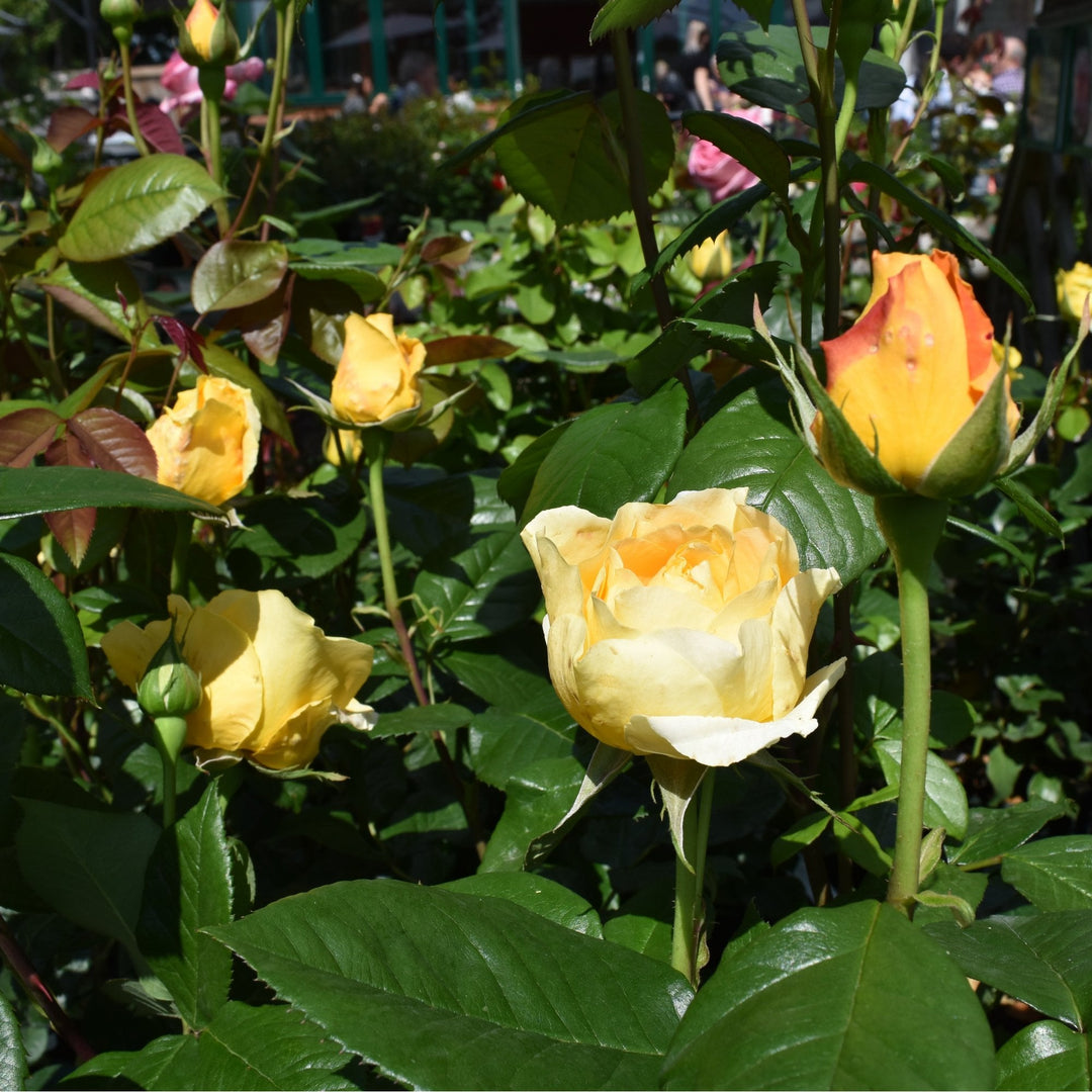 Global Beauty – Peter Beales Roses