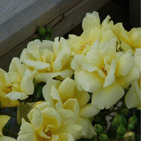 Light yellow rose flowers with green buds and serrated leaves