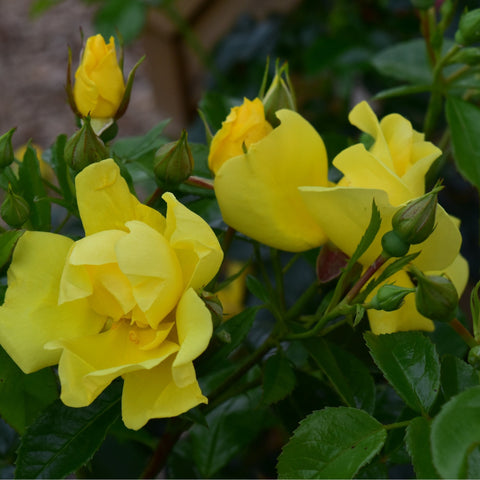 Yellow rose blossoms and closed buds on dark green foliage