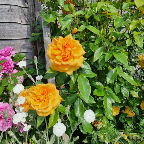 Rose plant with yellow-orange blooms and lush green foliage on stems