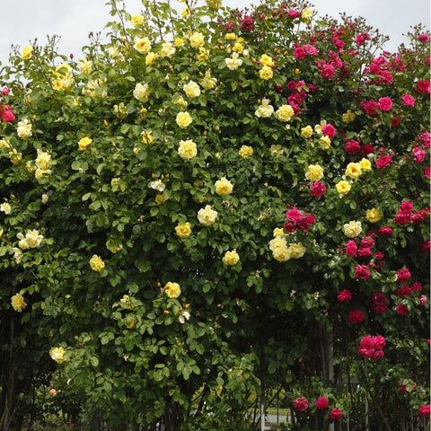 Mixed rose plants with yellow blooms, green leaves, and red flowers