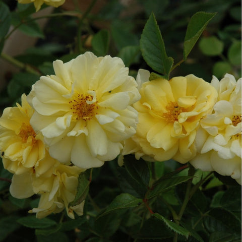 Light cream-yellow rose flowers in a cluster with layered petals and speckled centers