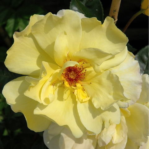 Creamy yellow rose bloom with ruffled petals and red center