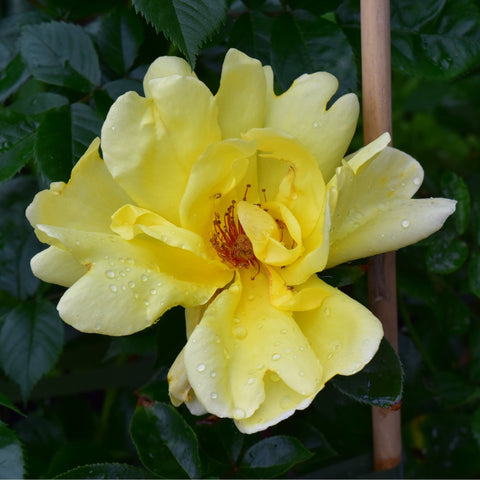 Yellow rose bloom with raindrops on petals and dark red center