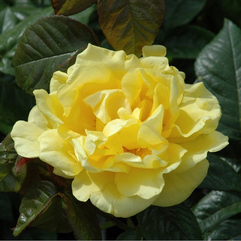 Pale yellow double rose bloom with layered petals and green leaves