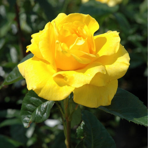 Bright yellow rose blossom with layered petals and dark green leaves