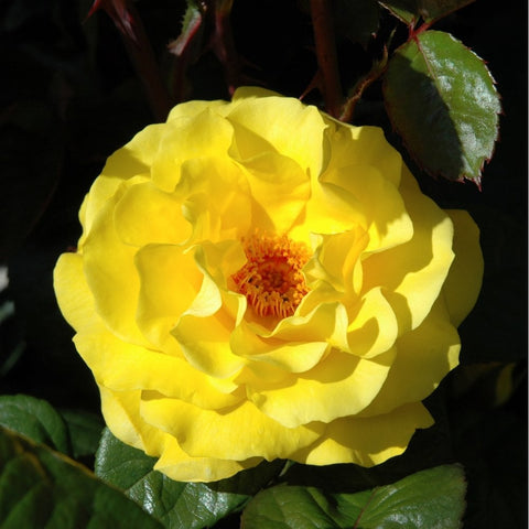 Yellow rose bloom with visible orange center and green foliage