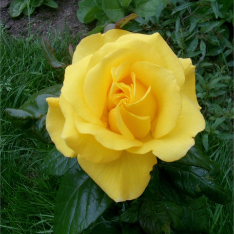 Yellow rose blossom on green leaves with layered petals