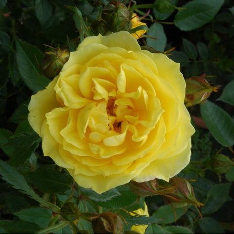 Yellow rose bloom on green leafy stems, close-up