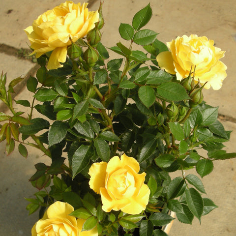 Rose shrub with multiple yellow blooms and green leaves on stems