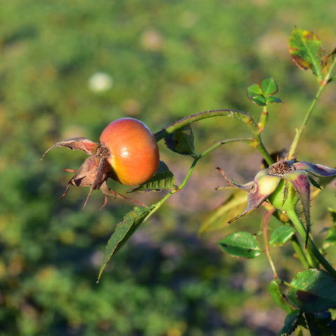 Rose hips on thorny stems with green leaves