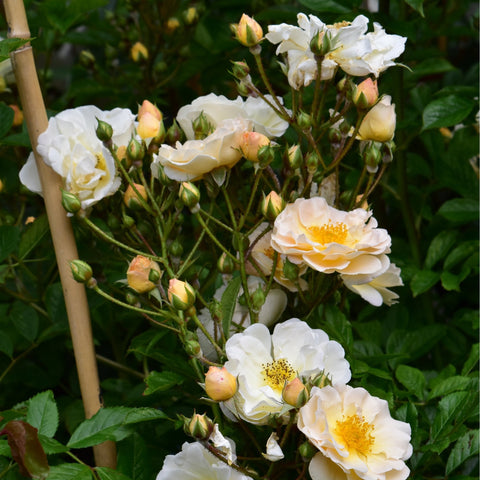 Goldfinch rose plant branch with white flowers, unopened buds, and green leaves