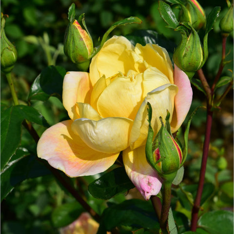 Grandmere Jenny rose buds and blossoms, yellow flowers with pink-tinged tips