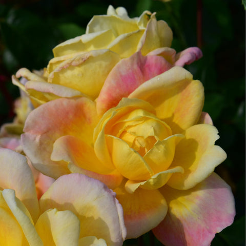 Grandmere Jenny rose blossoms, pale yellow with pink streaks, layered petals