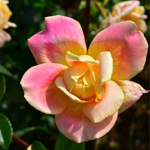 Grandmere Jenny rose bloom, light yellow petals with bright pink outer edges