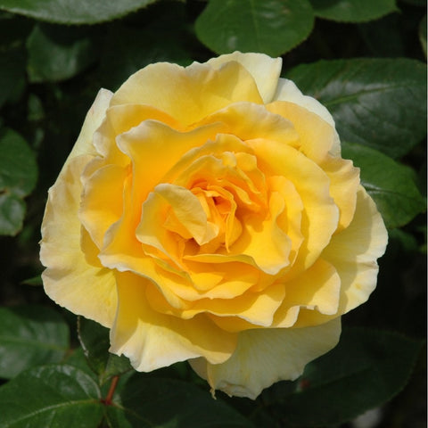 Grosvenor House rose with pale yellow layered petals and green leaves