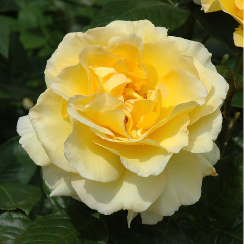 Close-up of Grosvenor House rose with pale cream petals and golden center