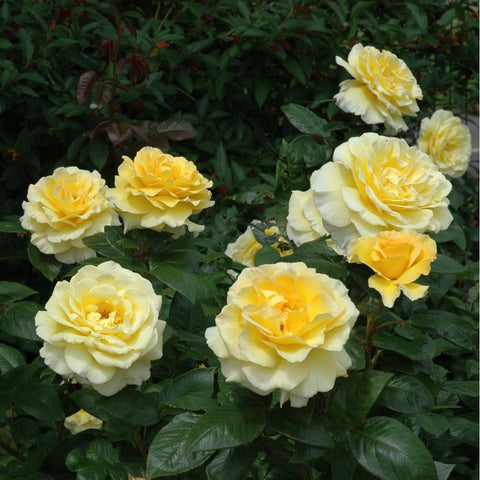 Several Grosvenor House roses in cream and yellow with dark green leaves