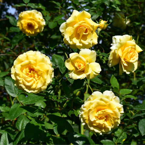 Grosvenor House rose plant with cluster of yellow-gold blossoms and green leaves
