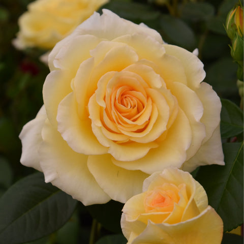 Grosvenor House rose bloom with pale yellow double petals and orange center