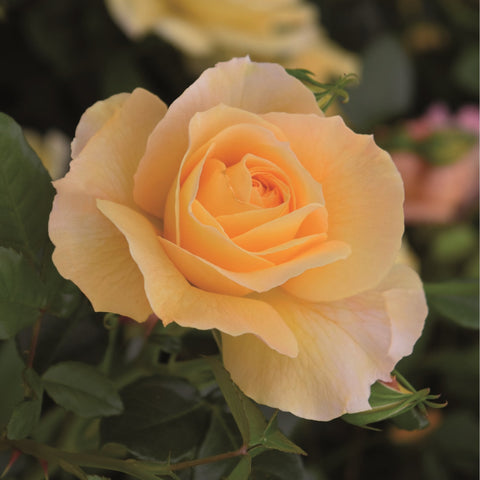 Grosvenor House rose flower with peach-cream petals and layered center