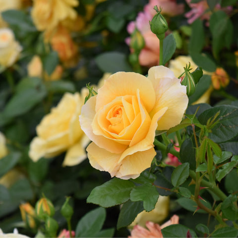 Grosvenor House rose bloom with pale apricot-yellow petals on green stems