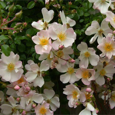 Flowering Grouse shrub with white five-petal blooms, yellow centers, and pink buds