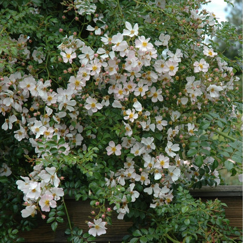 Flowering Grouse shrub covered in small white blossoms with yellow centers