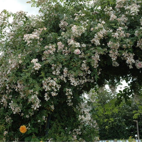 Flowering Grouse shrub with abundant pale white blossoms across dense green foliage