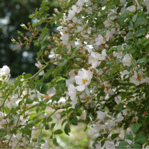 Flowering Grouse shrub with white blooms and green leaves on arching stems