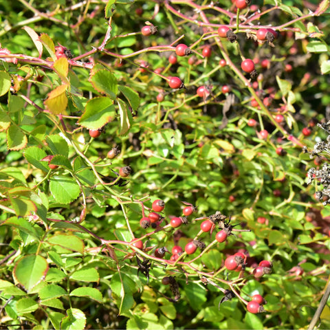 Grouse shrub with red berries and green leaves on thin branching stems