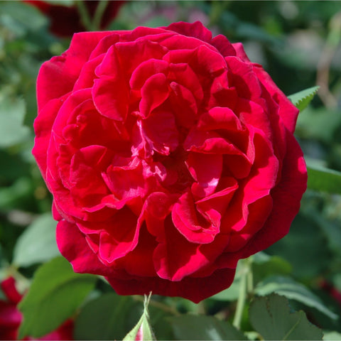 Bright red rose blossom with densely layered petals and green foliage