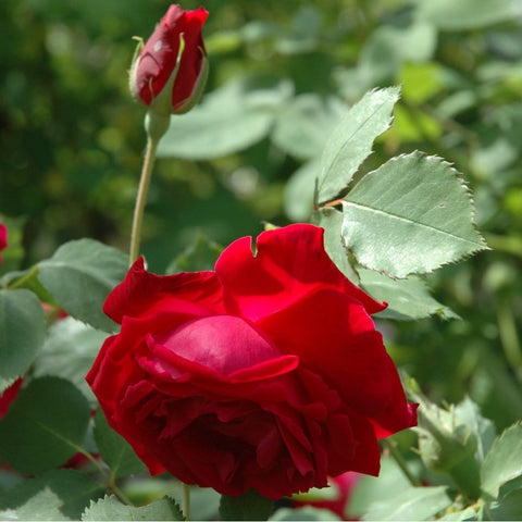 Red rose flower with unopened bud above and serrated green leaves