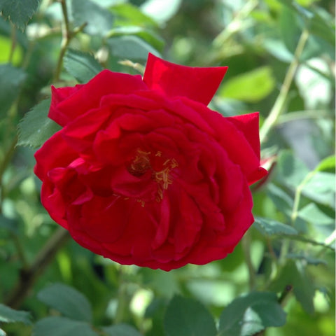 Red rose bloom centered on green leaves in natural light
