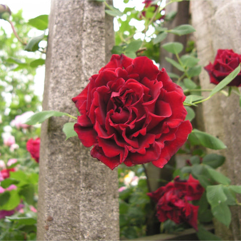 Guinee rose bloom on branch, deep red ruffled petals