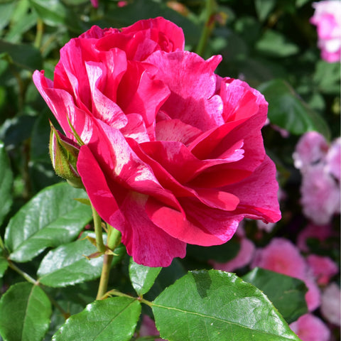 Red-pink rose bloom with layered petals and green leaves on stems