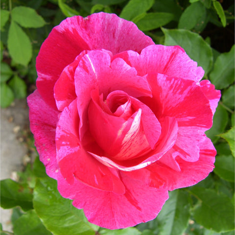 Bright pink rose bloom with ruffled petals, spiral center, and green leaves