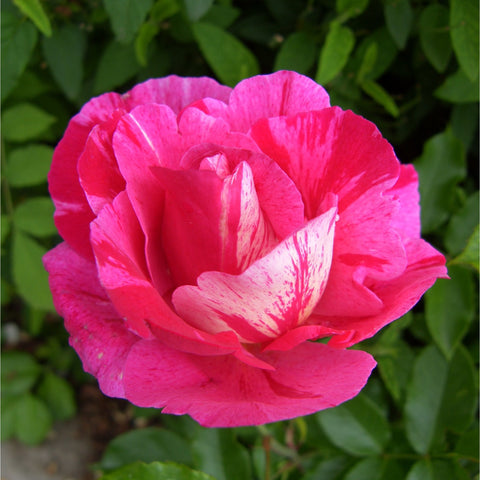 Pink rose bloom with light streaks on petals and green leaves