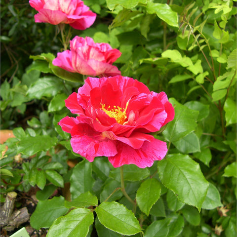 Pink-red rose bloom with yellow center and green leaves on a stem