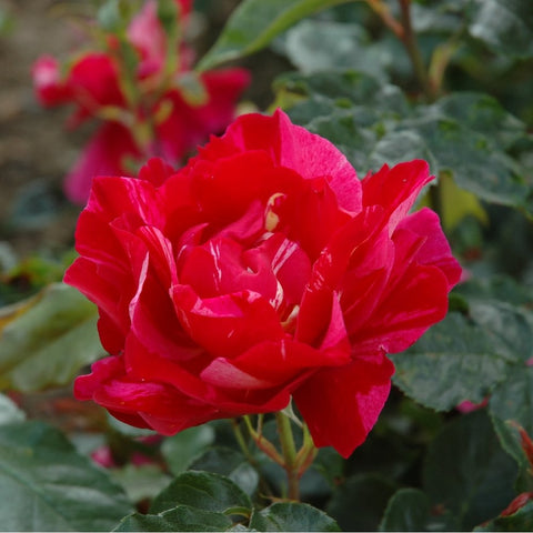 Deep pink rose flower with layered petals and green leaves below