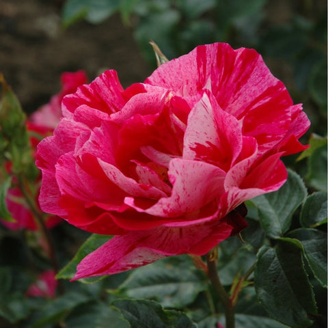 Red and white speckled rose bloom with layered petals and green leaves