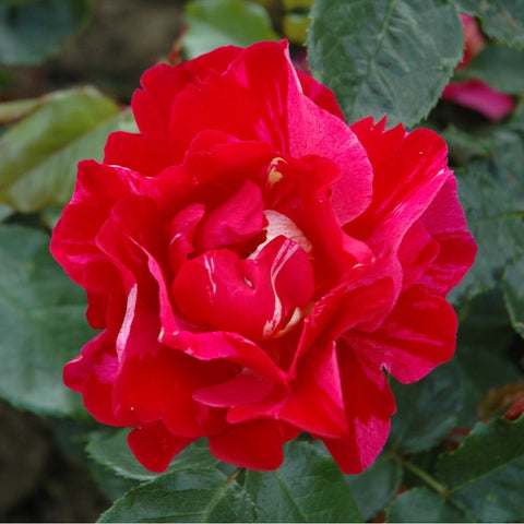 Bright red rose flower with ruffled petals and green foliage