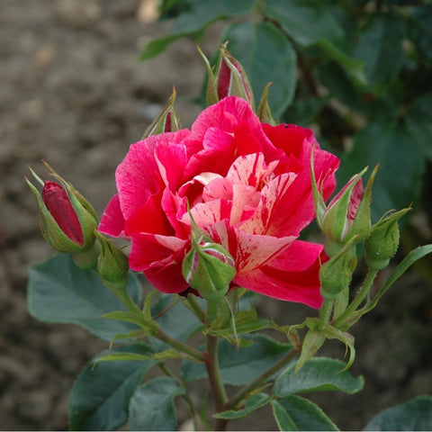 Pink-red rose bloom on stems with buds and green leaves