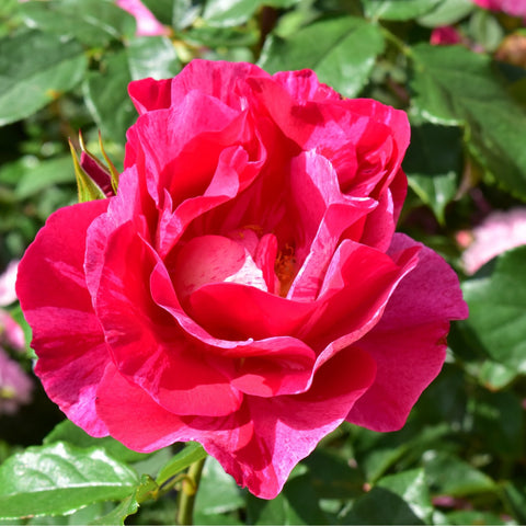 Vivid pink rose with layered petals and glossy green leaf edges